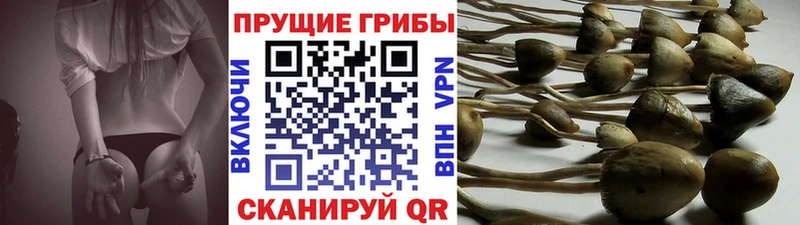 Псилоцибиновые грибы мицелий Богданович